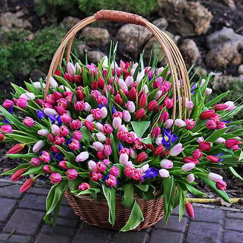 201 tulips2 500x500